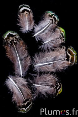 Paon bleu - 4-8 cm - brun-vert naturel